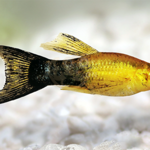 Alternative view of Tuxedo Ay Moli Balığı L Boy