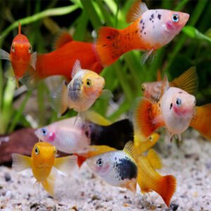 Alternative view of Karışık Plati