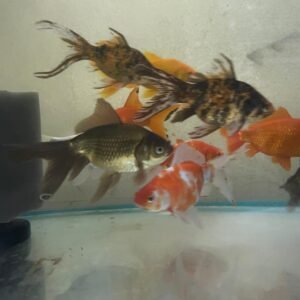 Alternative view of Yerli Japon 16-18 cm