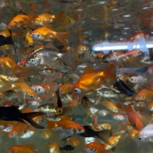 Alternative view of Yerli Japon 5-6 cm