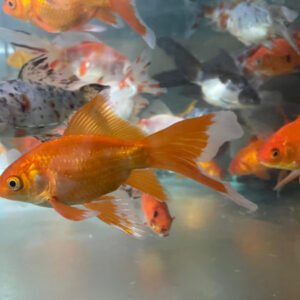 Yerli Japon 15-17 cm