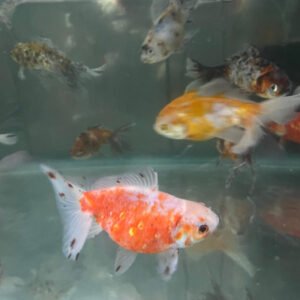 Alternative view of Yerli Japon 15-17 cm