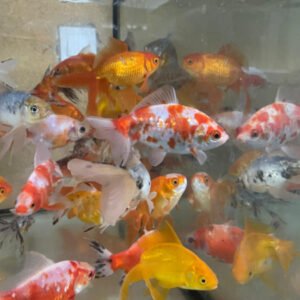 Alternative view of Üç Kuyruk Japon 12-13 cm