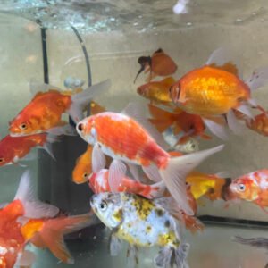 Üç Kuyruk Japon 12-13 cm