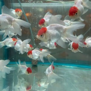 Alternative view of RedCap Oranda 9-10 cm