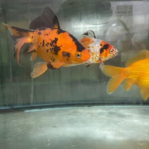 Üç Kuyruk Japon 20-22 cm