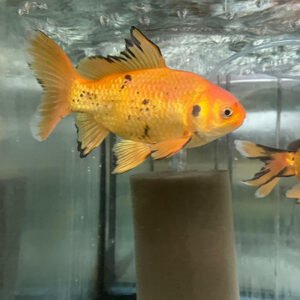 Alternative view of Üç Kuyruk Japon 20-22 cm