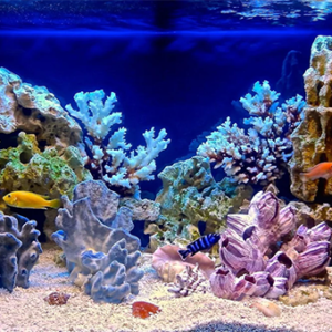 Akvaryum Dekorasyon