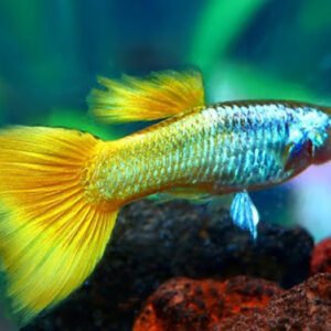 Karışık Sirilanka Lepistes