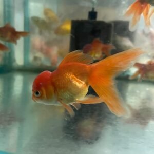 Yerli Japon 13-14 cm