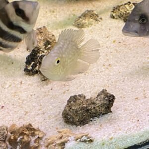 Ciklet Teksas Balon 5-6 Cm