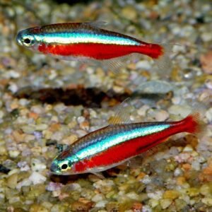 Cardinal Tetra M/ML