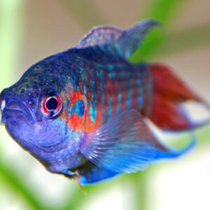 Cennet Gourami 5-6 cm