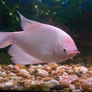 Dev Gourami