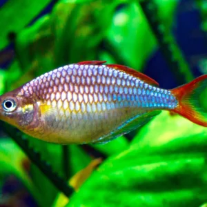 Neon Dwarf Rainbw M/ML