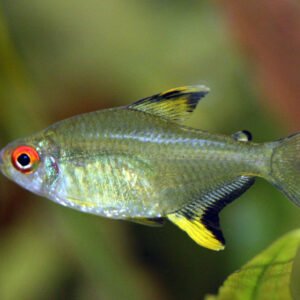 Lemon tetra M/L