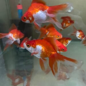 Red White  Rukin 9-10 cm