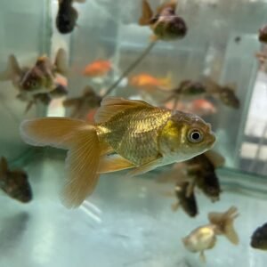 Black Oranda 7- 8 cm