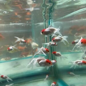 Red Cap Oranda 5-6 cm