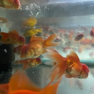 Red Black Oranda 9-10 cm