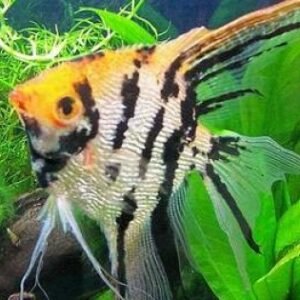 Koi Melek M/L/XL/XXL