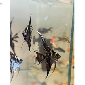 Tiğer Melek M/L/XL/XXL