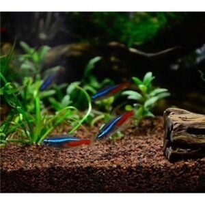 Neon Tetra M/ML/L