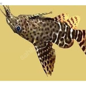 Ters Yüzen Çöpçü 7 Cm