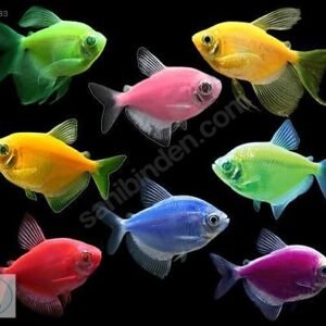 Trangenetik Tetra M/L/XL/XXL