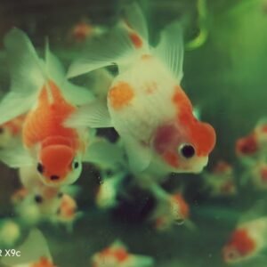 Red White İnci Gövde 6-7 cm