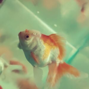 Red White Oranda 9-10 cm
