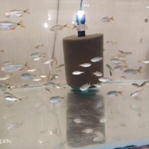 Boenes Aires Tetra (m)