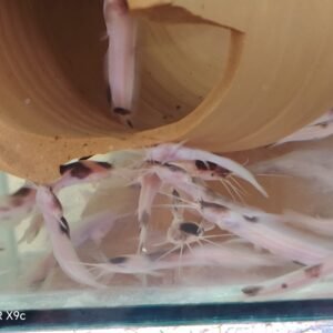 Clarias Kedi Balığı 5 cm