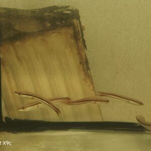 Kırmızı Yılanbaş 10 cm