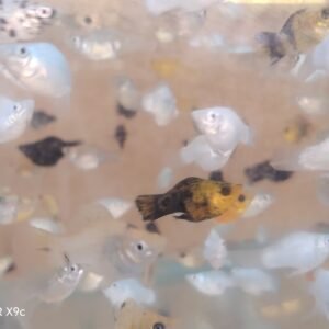 Karışık Balon Moli (L)