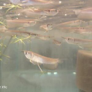 Silver Arovana 10 cm