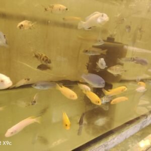 Karşık Ciklet 10-12 cm