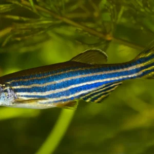 Karışık zebra danio