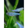 Blue King Tetra