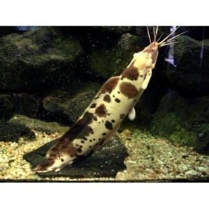 Clarias Kedi Balığı 5 Cm