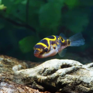 Figure 8 puffer 5 CM