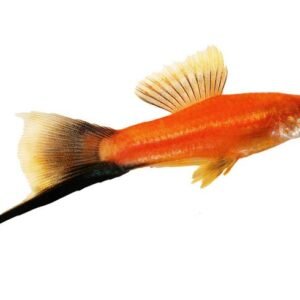 Kılıç Kuyruk M/L/XL/XXL