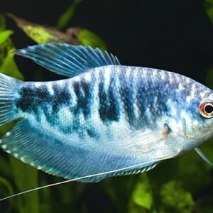 Mavi Gourami M/L