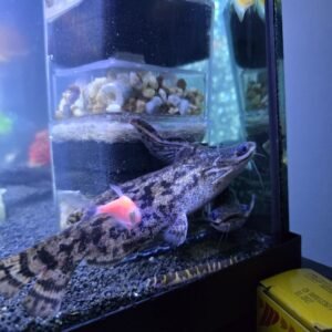 Odunsu Pengasus 8 Cm