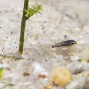 Pigmy Çöpçü 2 Cm