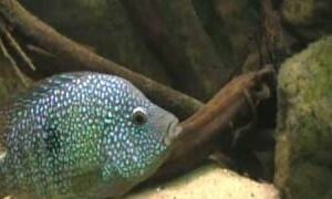 Ciklet Mücevher Balon 5-6 Cm