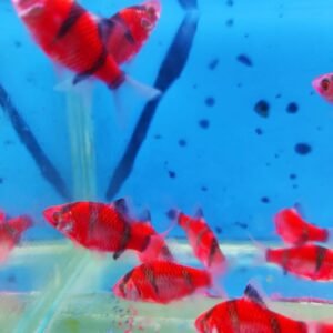 Trans Tetrazon Kırmızı 2-3 Cm