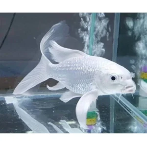 Butteryfly Tül Koi Japon 6/7 cm 8-10 cm-13-15 cm-