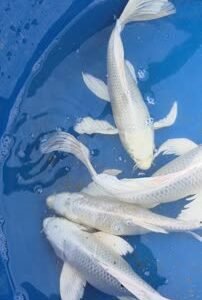 Platınyum Butteryfly Koi-Balon