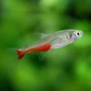 Red Belly Tetra M